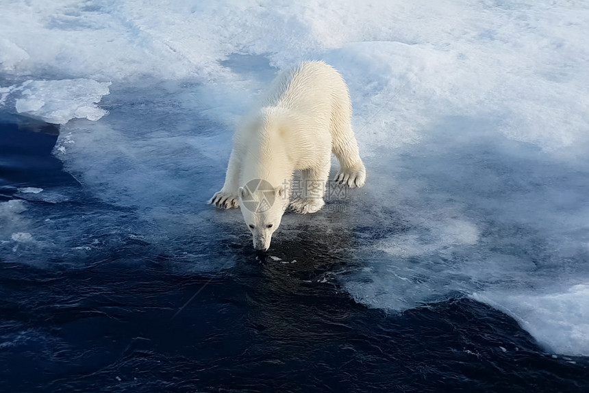 水冬天野生动物浮冰上的北极熊捕食者熊浮冰上的北极熊图片