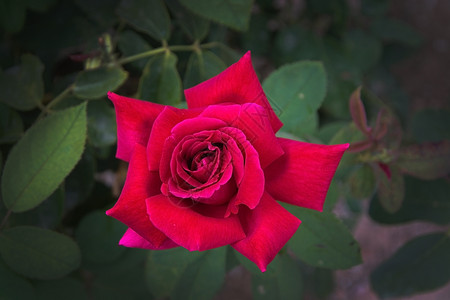 抽象的美丽红玫瑰花朵瓣紧贴着绿叶子自然图片
