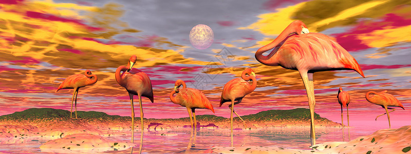 飞翔的火烈鸟太阳景观国民火烈鸟在水中和平地站立由日落时多姿彩的日落火焰烈鸟和日落3D制成设计图片