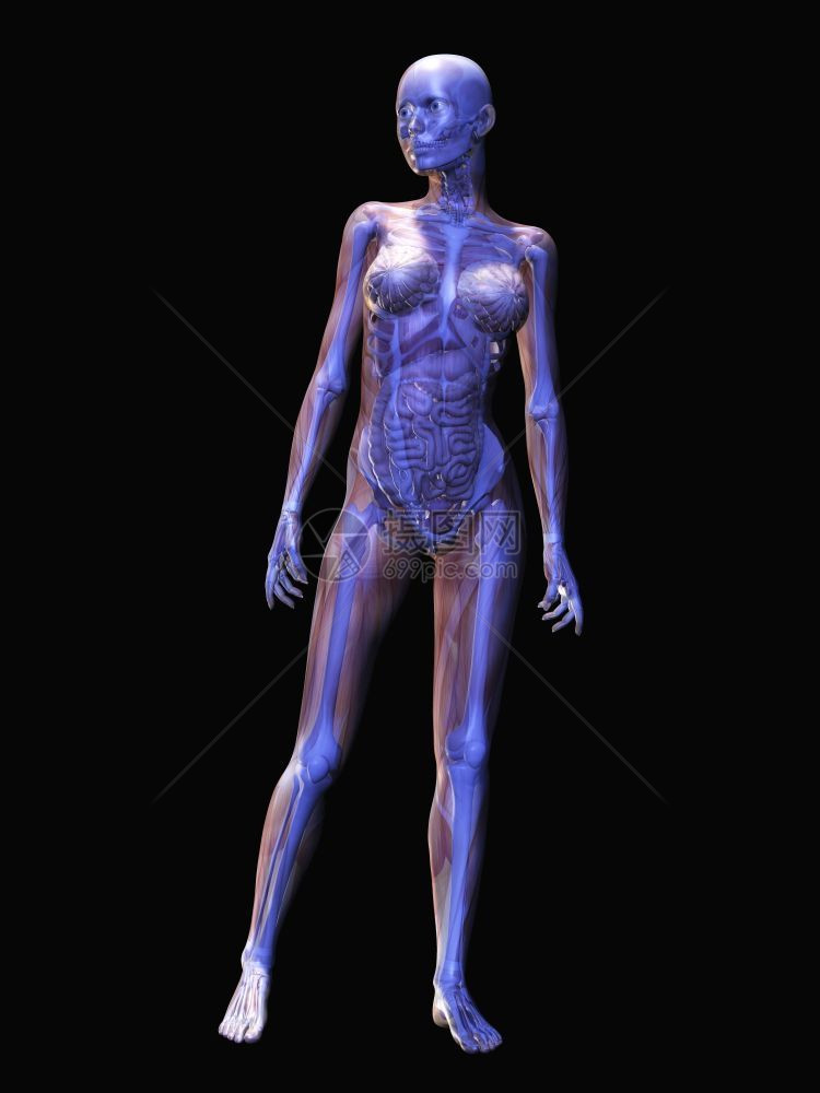 粗鲁的女士人类解剖数字化可视科学的图片