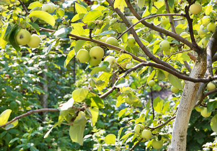 可口树叶甜的在夏季花园苹果树枝上生长的甜苹果子在树枝上种植的甜苹果图片