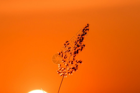 风影草地貌木影草偏向于风橙色太阳的光底背景温暖倾斜优质背景