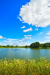 带湖花和黄的夏季风景春天叶子荒野背景图片