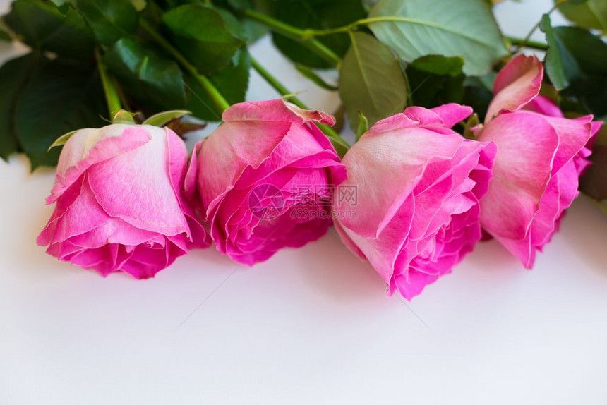 躺着单身的乡村粉红玫瑰在白桌上排成一情人背景复制空间美丽的粉红色玫瑰图片