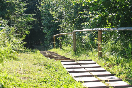 喀尔巴阡山森林保护区的路径木制桥板图片