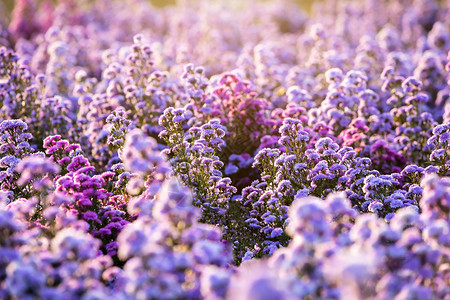 乡村的香味对角线在自然园艺背景中紫色花草和卡特田地朵图片