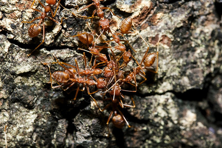 斯玛拉格迪纳植物树上的红蚂蚁Oecophyllasmaragdina物种在家族的名称极端昆虫背景