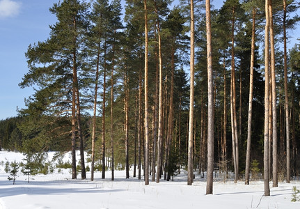 乡村的科尔丘吉诺冷冻俄罗斯冬季松林边缘的景象高清图片