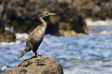 游戏一只美丽的鸟坐在海边石头上科莫兰特法拉克罗考斯绿色干燥图片