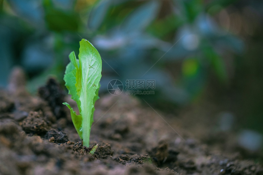 种植土地有机耕作概念上的生菜发芽庄稼营养种植园图片