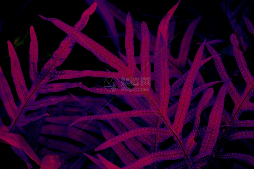 紫色墙纸夜晚黑光背景的热带树叶林发光黑色线背景图片