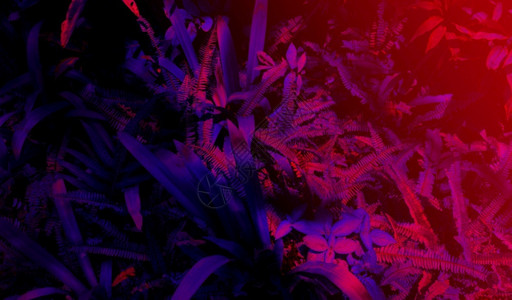 黑林吉的质地光背景热带树叶林发光线背景异国情调设计图片