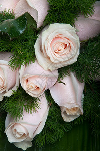 柔软的订婚粉红色玫瑰的华丽花束作为背景或纹身假期图片