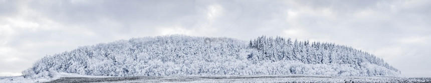 暴风雪户外季节美丽的冬风雪覆盖松树林的横幅上图片