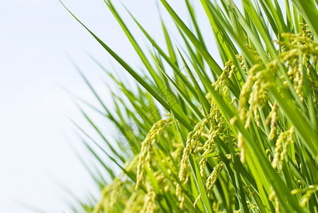 季节绿色农场收获大米蓝天下稻田图片
