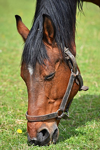 骑术肖像黑色的在草地上动物美丽马匹在大自然中由放牧图片