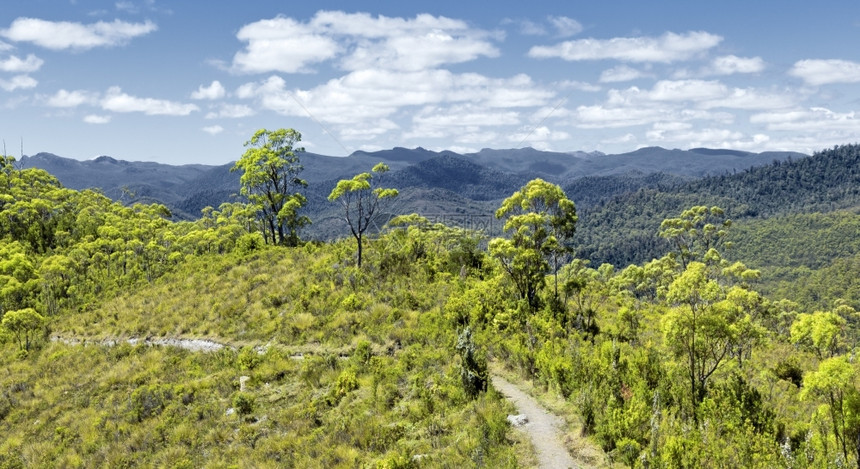 塔斯马尼亚雨林的景象弯曲风心图片