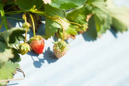 正午绿色在草莓农场的树枝上缝合年轻的草莓小自然图片
