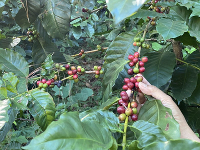 未采摘生态咖啡树田里有成熟的浆果浅露深度泰国图片