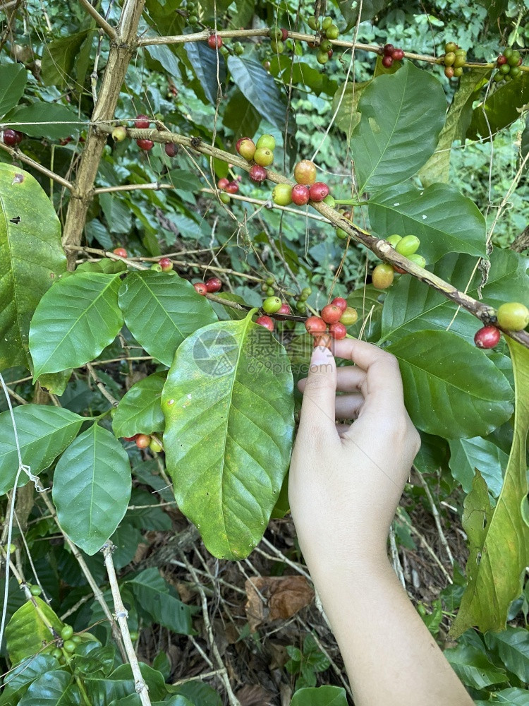 咖啡树田里有成熟的浆果浅露深度喝厄瓜多尔新鲜的图片