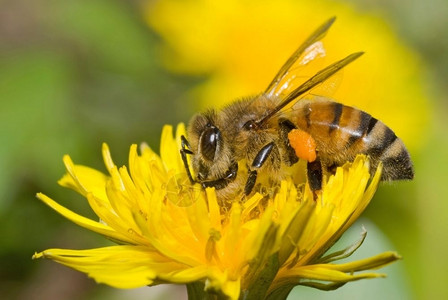 蜜蜂和花朵黄色的园粉图片