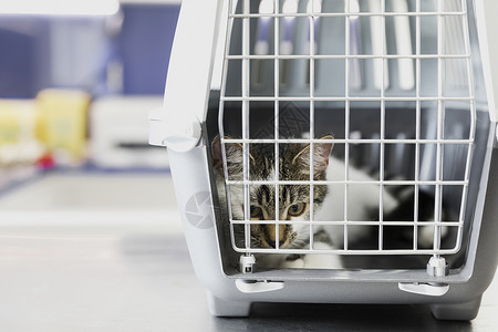 动物信息图表医疗的可爱猫笼子兽医诊所图片
