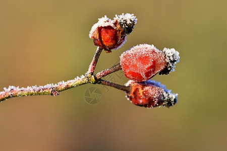 下雪的美丽冬天季节然本底霜冻玫瑰花香灌木丛背景霜雪花图片