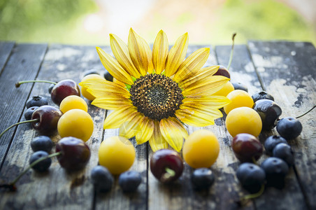 鲜李黑莓樱桃蓝花向日葵和天然背景的木制桌上杏子夏天框架老的图片