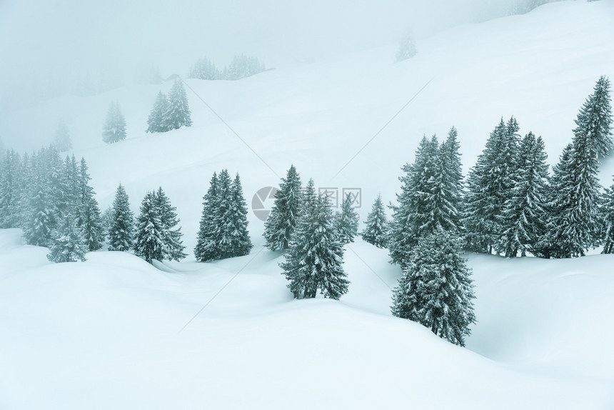 黑色的白有雾雪和覆盖树木的冬季风景充满寒冬图片