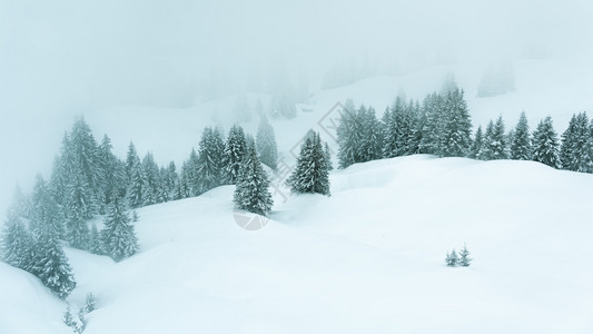 自然景观有雾雪和覆盖树木的冬季风景充满寒冬图片