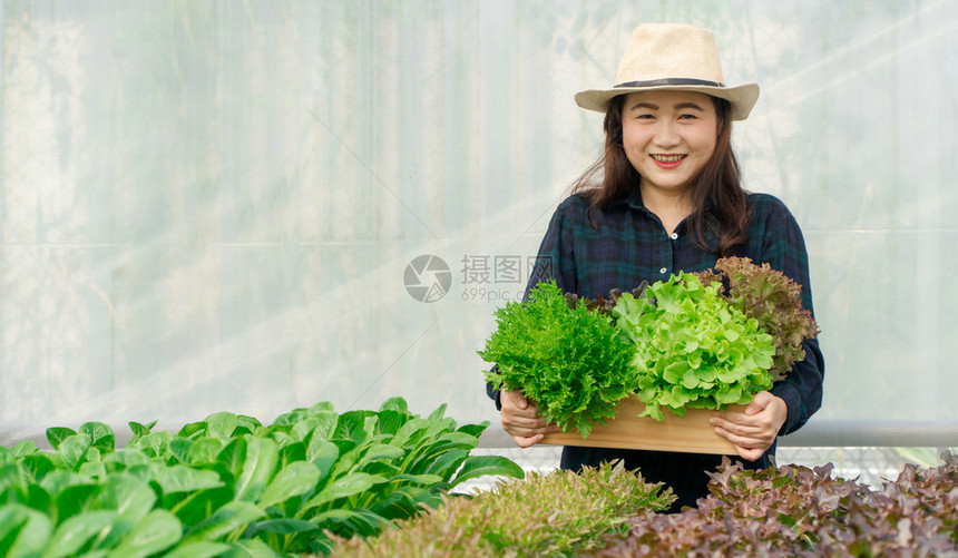 绿色盒子亚洲女农民手携带新鲜有机蔬菜黄油头格林博生菜来自水栽培农场的木箱绿橡树健康有机食品概念生长图片