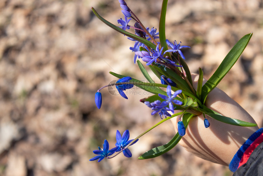 植物学孩子手中的蓝色雪花莲是春天的第一朵花森林中的雪莲孩子手中的蓝色雪花莲是春天的第一朵花新棕榈图片