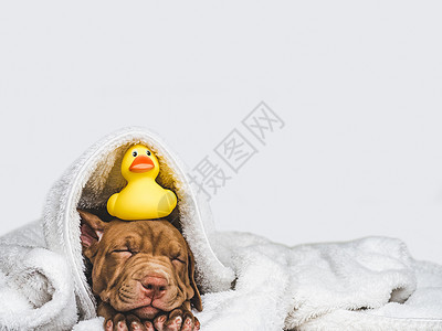 小黄狗年轻迷人的小狗躺在白色地毯和黄的橡皮鸭上胶贴近孤立的背景摄影工作室照片料教育培训和饲养动物的概念年轻迷人的小狗和黄色橡胶鸭洗澡品背景