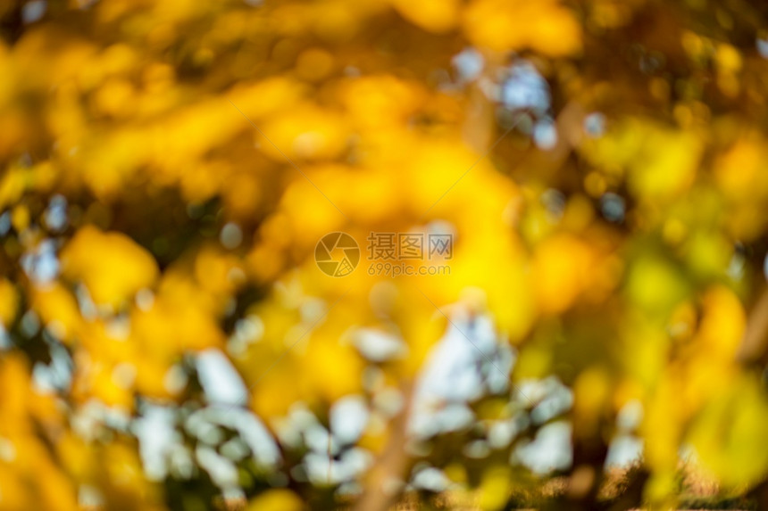 黄色秋叶模糊背景图片