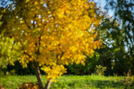 公园里的秋树模糊背景背景图片