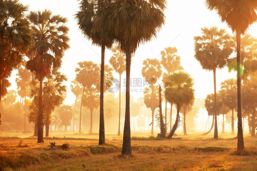 亚洲人柬埔寨热带夏日清晨在稻田中画成棕榈树温暖的日出照在柔迷雾农业概念下的田地上图片