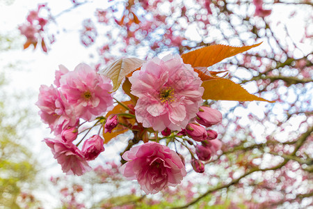 分支在英国纽卡斯尔JesmondDene公园4月1日下午春拍摄一棵红花的粉色朵树叶粉的背景