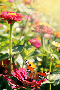 花蜜收集科学蝴蝶孔雀眼坐落在睛的辛尼娅蝴蝶上坐在辛尼娅夏天的花朵上图片