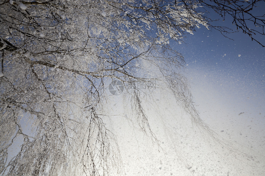 寒冬雪覆盖的和冰冻火枝与蓝天相对抗风气从小树枝涌向雪下覆盖的和冰冻白葡萄树春天季节浇注图片