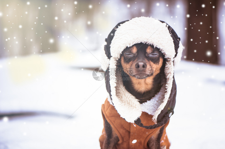 哺乳动物脸弃冬季Zen默念瑜伽享受自然和冬天一只闭着眼睛的狗帽子和羊皮大衣图片