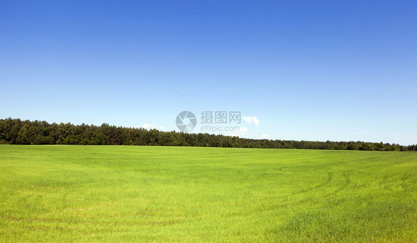 蓬松的夏月风景田野绿草森林和蓝天空背景的夏季风农村绿色图片