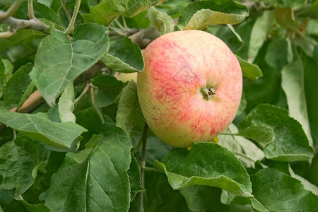 秋天在绿叶树枝上剥下大红苹果的条纹闪亮可选择目图片