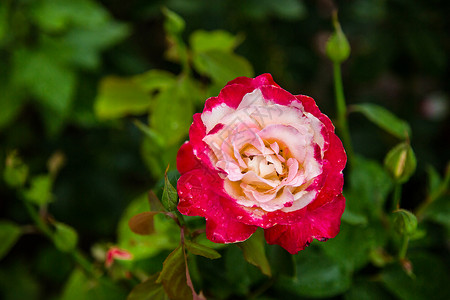 紫色的开花园艺里美丽的玫瑰种植不同品的花朵园里美丽的玫瑰图片