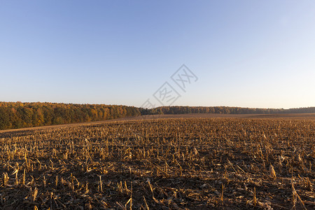 自然成熟天气收割玉米后碎的农业田日落阳光明媚的秋天风景观图片