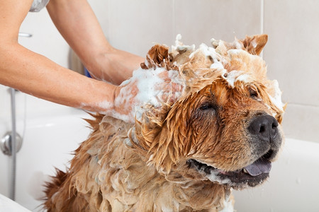 洗发水烘干泡浴可爱的小狗吃娇生惯养图片