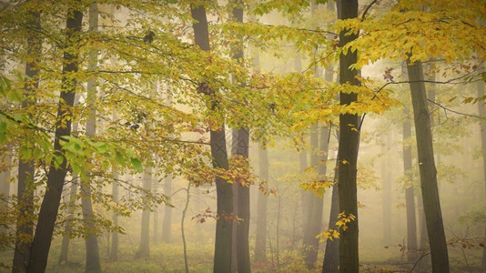 秋季的迷雾森林图片