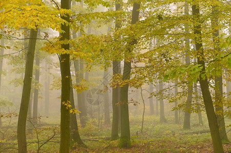 颜色山毛榉夏天森林中树木和雾的自然色彩多背景包括林中树木和雾图片
