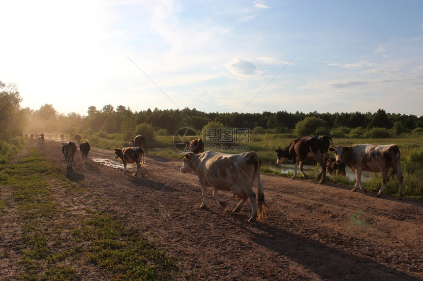 女口肮脏的夜间牛群从牧草中出来图片