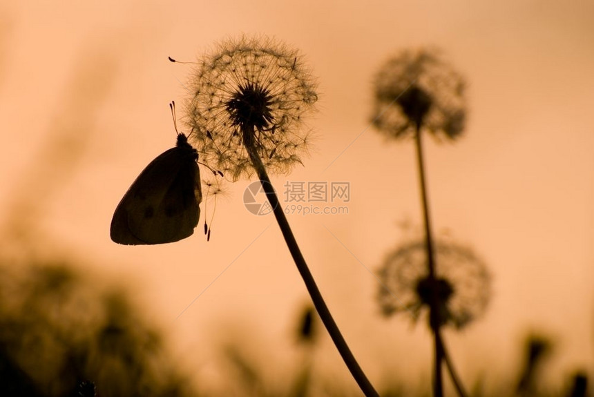花的蒲公英夜里带蝴蝶的花朵春天图片
