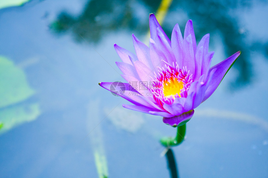 池塘中的紫莲花图片